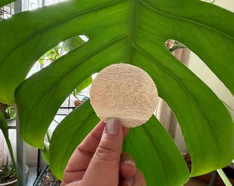 Esponja exfoliante de lufa natural / Esponja corporal exfoliante redonda / Accesorio para baño y ducha / Complemento para el cuidado personal