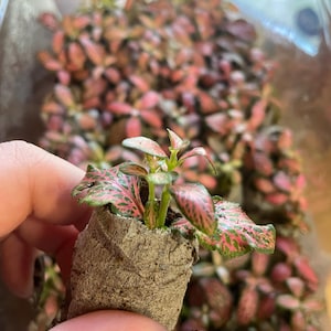 Fittona nerve plants ‘ pink Anne ‘ house plant houseplant START PLUG