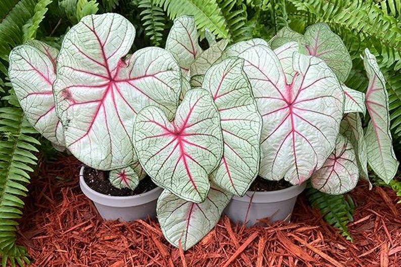 Caladium Small Caladium ‘ Fantasy ‘ Medium Small Bulb BULB ONLY TWO Minimum Plant - Etsy