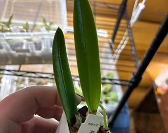 Cattleya Orchid Rby. Raingreens Hawaiian seranade , Rare Indoor Houseplant TWO minimum plants