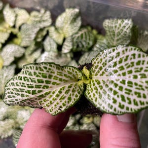 May include: Close-up of a small plant with two large, oval-shaped leaves. The leaves are a vibrant green with a white, grid-like pattern. Other similar plants are in the background. The plant is held in a clear container.