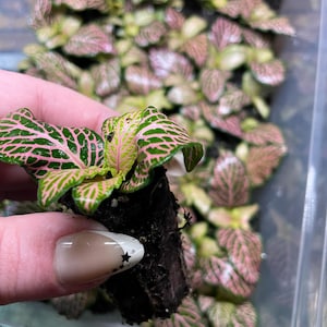 May include: Close-up of a small plant with green leaves and pink veins, held in a hand. The plant is in a dark soil block, with other similar plants in the background. The leaves have a delicate, patterned appearance.