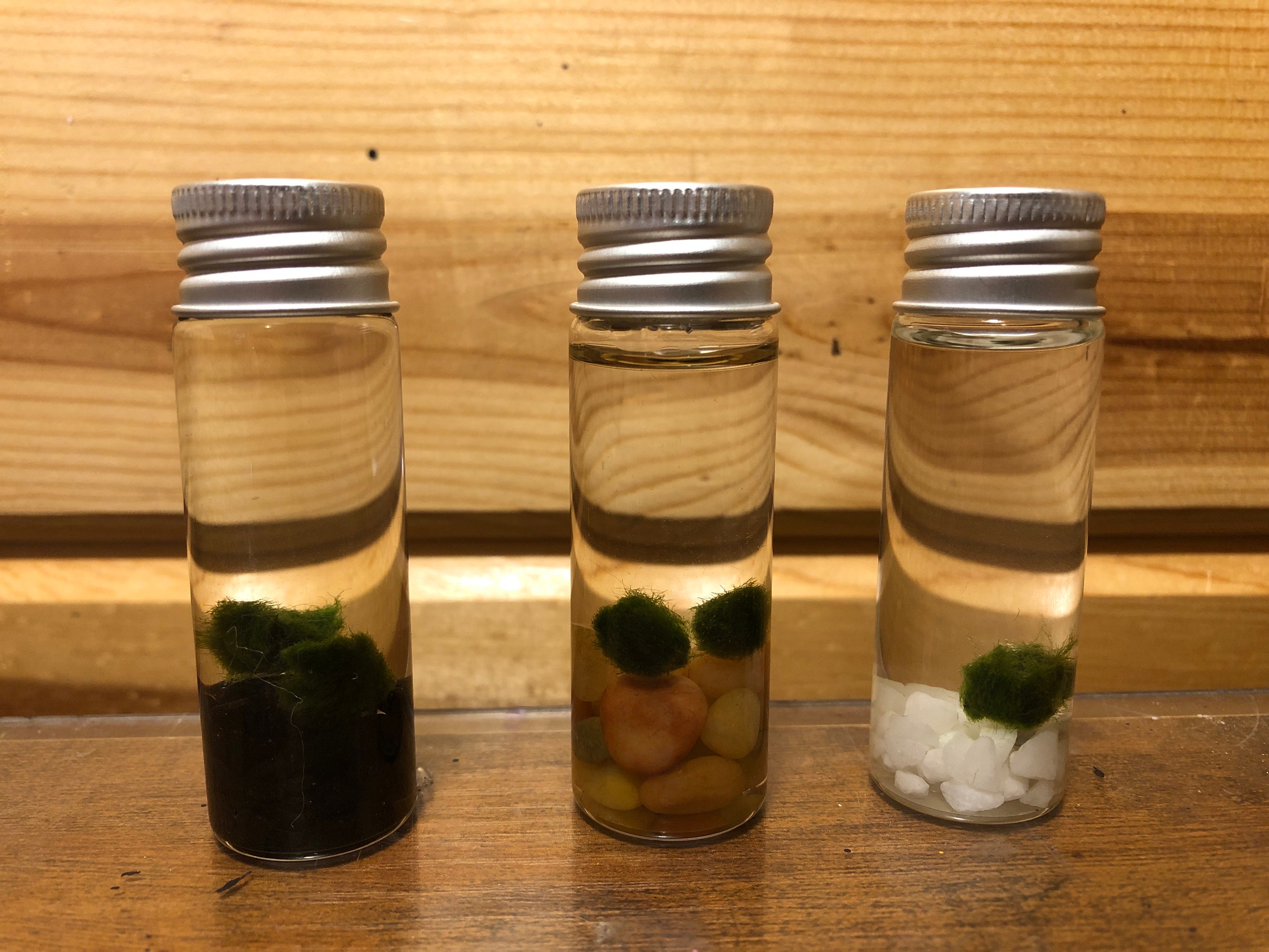 Homedeco Marimo Moss Balls Live Marimo Plants Natural Toys Sustainably  Harvested and All-Natural Natural Biological Filter Perfect for Small  Aquariums & Decoration : : Pet Supplies