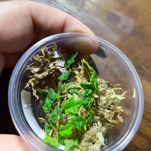 SOF string of frogs prop cup propagation cup of cuteness