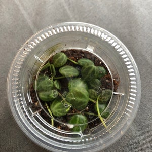 SOT string of turtles peperomia prop cup propagation cup