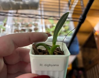 Mini Cattleya Orchid Rl. Digbyana , Rare Indoor Houseplant TWO minimum plants