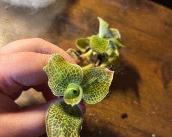 BULBOPHYLLUM MONILIFORME Micro Miniature Orchid Mounted - Etsy