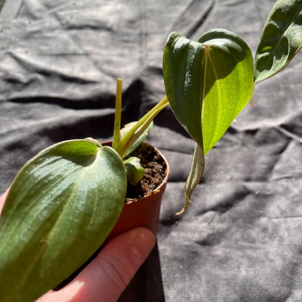 PHILODENDRON GLORIOUS PLANT  Rare Hybrid! Gloriousum X Melanochrysum