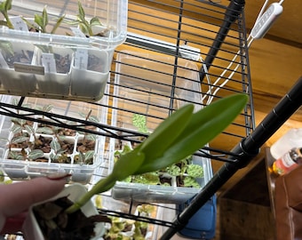 Orquídea Cattleya Epi. Ciliare, planta de interior rara. Mínimo de duas plantas.