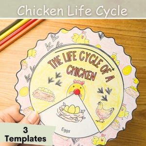 May include: A colorful paper wheel with a pink background and yellow accents. The wheel shows the life cycle of a chicken, with images of eggs, a chick, a young chicken, and a mature chicken. The text "The Life Cycle of a Chicken" is written on the wheel. The wheel is labeled "Eggs" and has a red dot in the center.