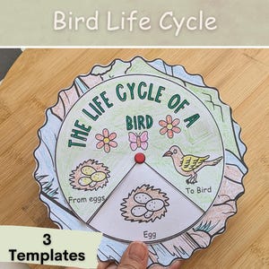 Puede incluir: Un diagrama educativo circular y colorido que ilustra el ciclo de vida de las aves, con el texto "Bird Life Cycle" en la parte superior. El diagrama muestra las etapas desde los huevos hasta el ave, con el texto "3 Templates" en la parte inferior.