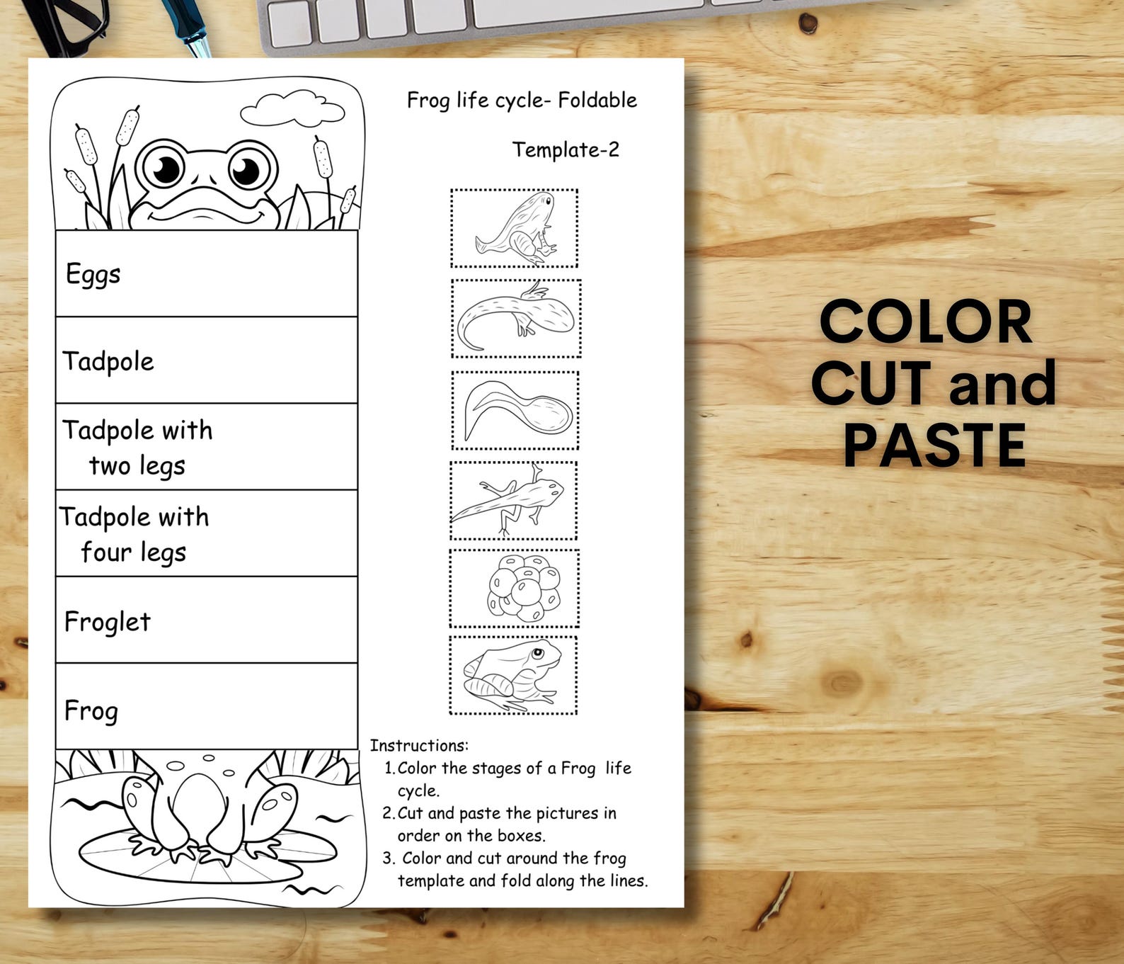 Frog Life Cycle Foldable Activity, Homeschool Science Unit Activity ...
