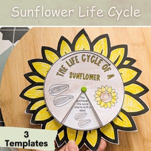 Life cycle of a Sunflower plant spinner wheel, Sequence activity for kindergarten, Homeschool science unit activity, Nature study.