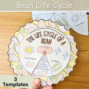 Puede incluir: Una rueda de ciclo de vida del frijol imprimible con ilustraciones de una semilla de frijol, un brote de frijol, una planta de frijol y una vaina de frijol. La rueda está etiquetada como "El ciclo de vida de un frijol" e incluye el texto "De la semilla", "A frijol" y "Un frijol comienza su vida como una semilla. La semilla es dura y tiene una capa protectora exterior para mantenerla segura."