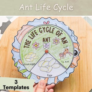 May include: A colorful wheel divided into sections showing the life cycle of an ant. The sections are labeled "From eggs", "Eggs", and "To Ant". The wheel also features illustrations of an ant, butterfly, and flower.