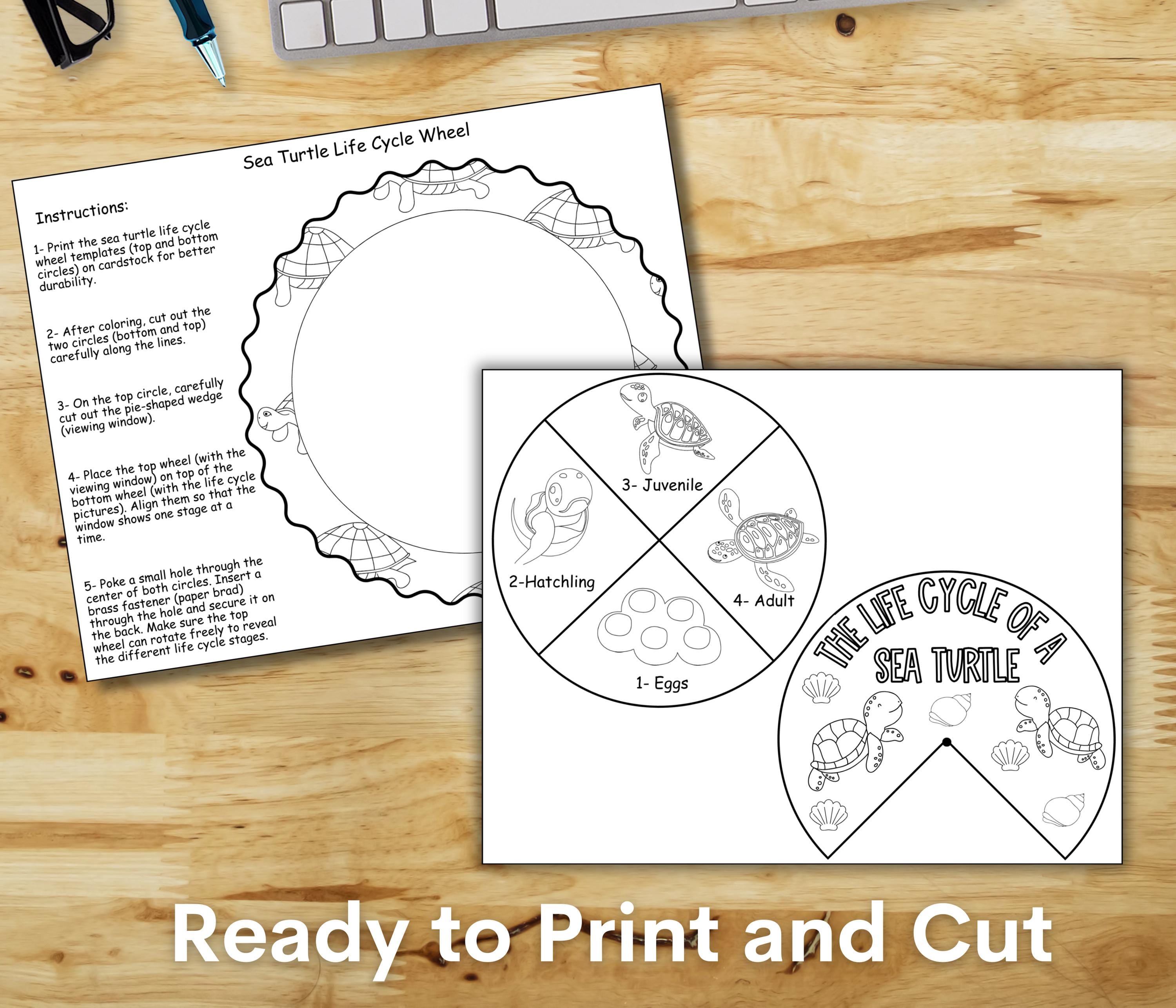 Life Cycle of a Sea Turtle Wheel, Homeschool Science Unit Activity ...