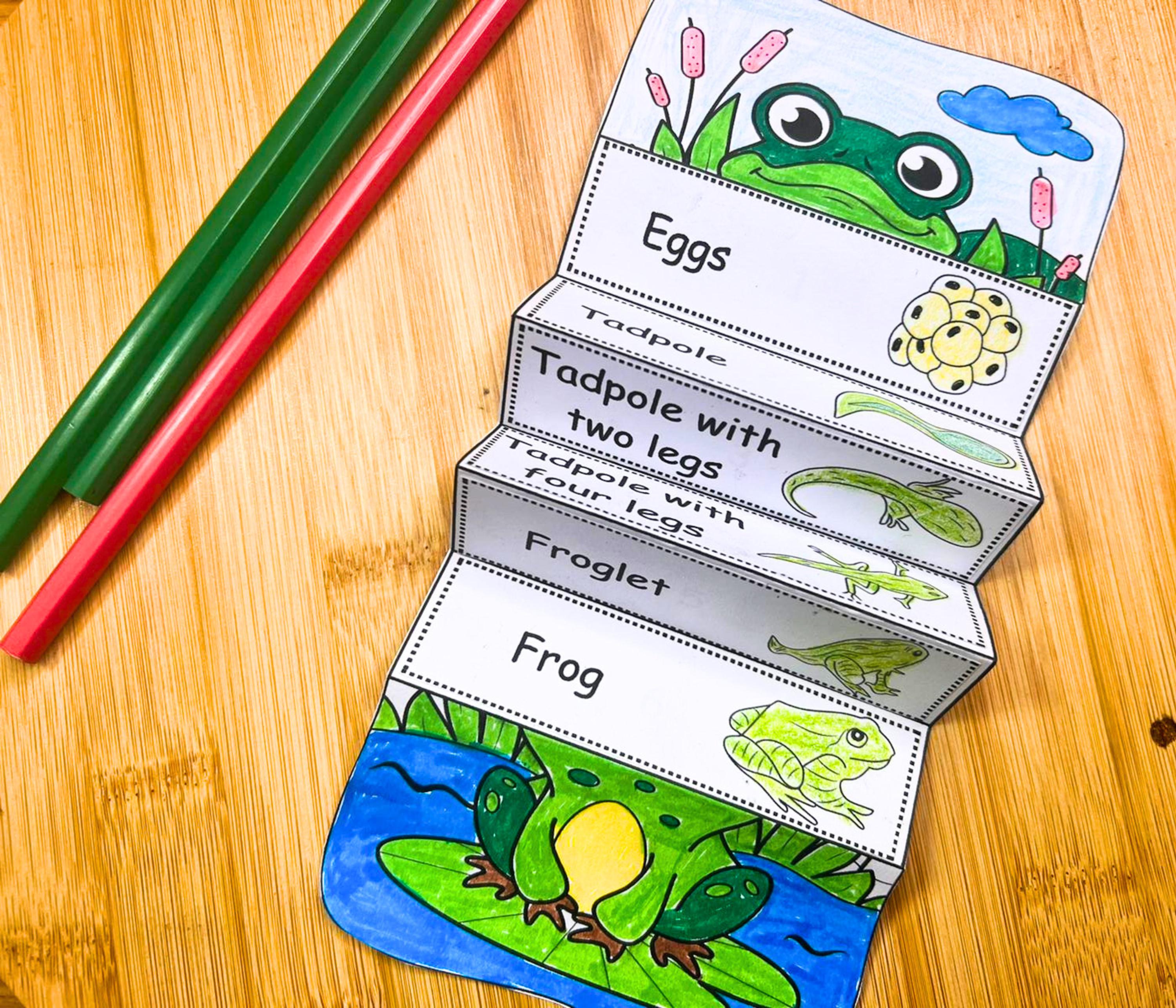 Frog Life Cycle Foldable Activity, Homeschool Science Unit Activity ...