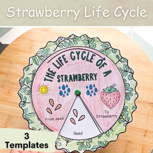 May include: A printable life cycle wheel for a strawberry. The wheel is divided into four sections: from seed, seed, to strawberry, and a section with a sun and raindrops. The wheel is surrounded by green leaves.
