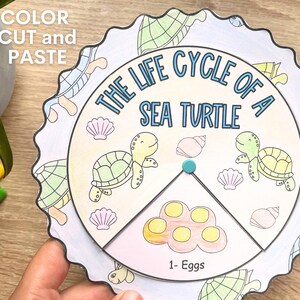 Life Cycle of a Sea Turtle Wheel, Homeschool Science Unit Activity ...