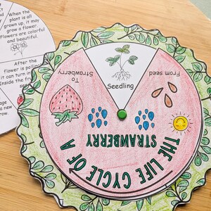 Life Cycle of a Strawberry, Homeschool Science Plant Unit Activity ...