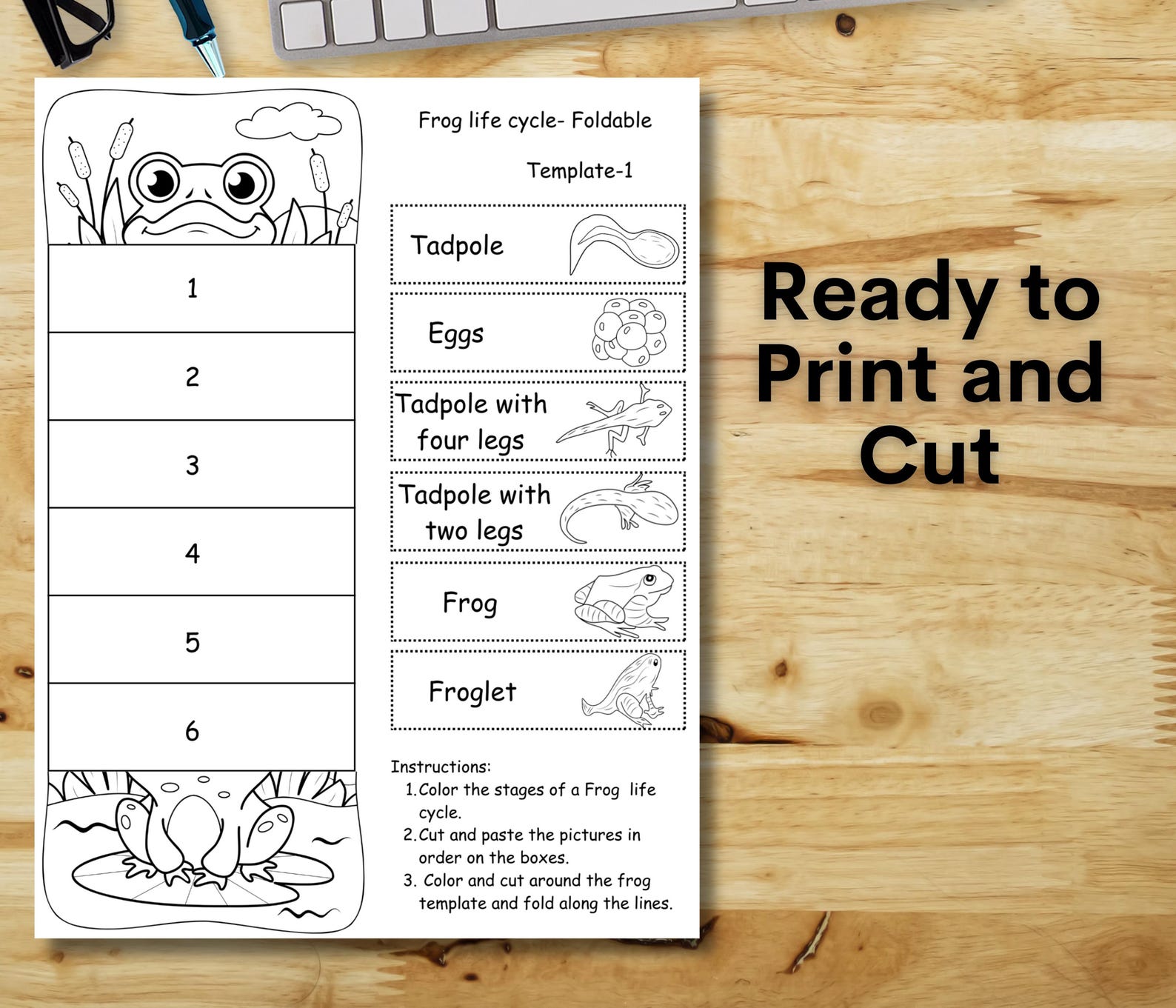 Frog Life Cycle Foldable Activity, Homeschool Science Unit Activity ...