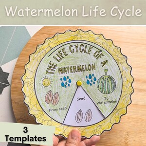 May include: A colorful wheel chart illustrating the life cycle of a watermelon. The chart shows a seed, a sprout, a watermelon plant with raindrops, and a ripe watermelon. The text on the chart reads "The Life Cycle of a Watermelon", "From seed", "Seed", and "To Watermelon".