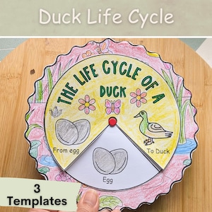 May include: A colorful printable wheel showing the life cycle of a duck. The wheel is divided into four sections: from egg, egg, to duck, and the life cycle of a duck. The wheel is decorated with flowers, leaves, and a pond.