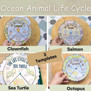 Puede incluir: Tres ruedas imprimibles del ciclo de vida de animales marinos. Las ruedas son coloridas y presentan ilustraciones de un pez payaso, un salmón, una tortuga marina y un pulpo. Cada rueda tiene un título que dice "El ciclo de vida de un [nombre del animal]" e incluye texto que describe las etapas del ciclo de vida del animal.