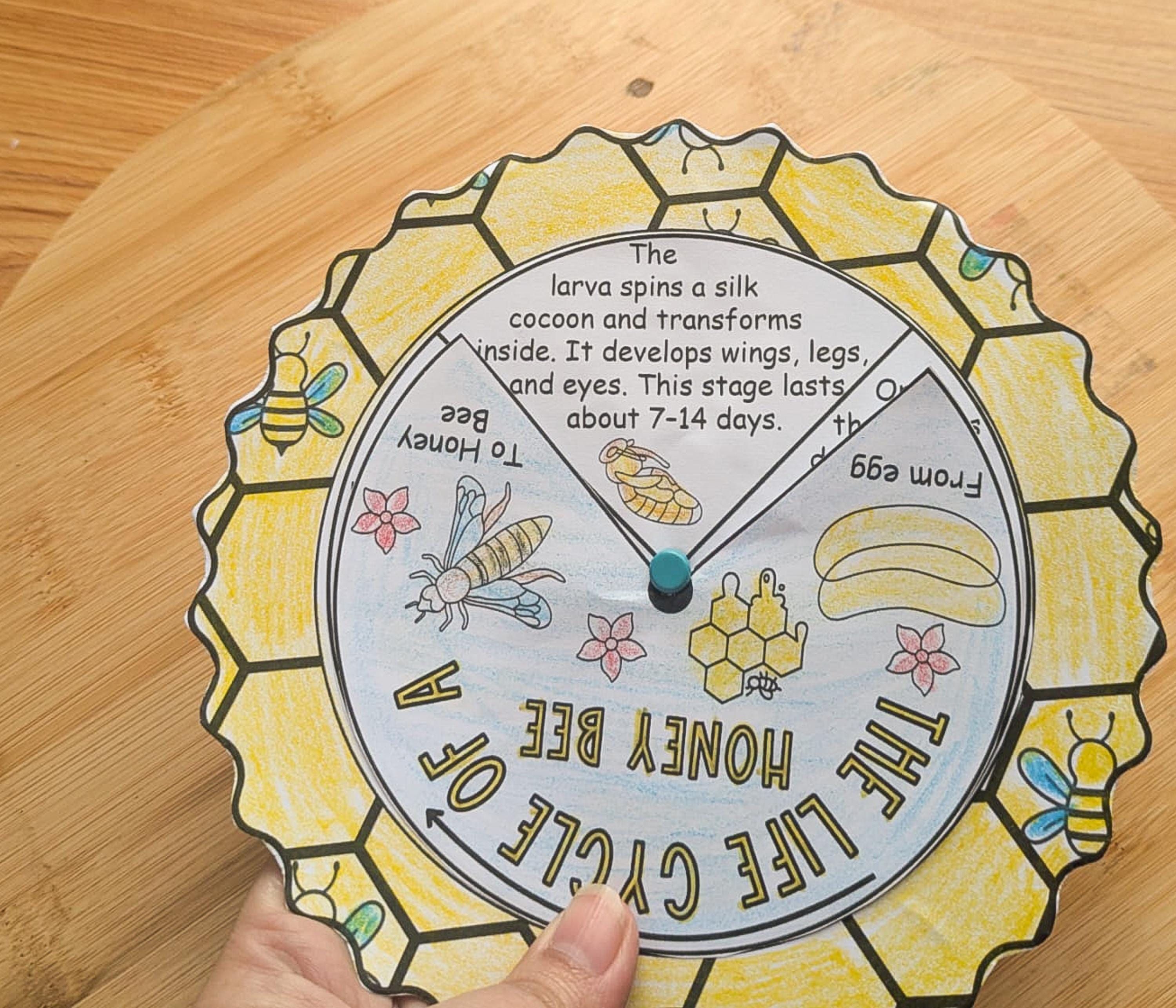 Life Cycle of a Honey Bee Wheel, Homeschool Science Unit Study ...