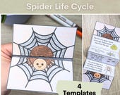 Life cycle of a spider foldable activity, Homeschool science unit, Sequence activity, Home education resources, Cut and paste activity.