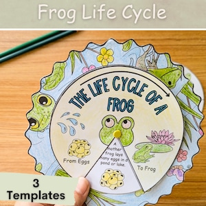 Op de afbeelding: Een kleurrijk wiel met de woorden "De levenscyclus van een kikker" en illustraties van een kikker ei, een kikkervisje en een kikker. Het wiel is verdeeld in vier secties, elk met een ander stadium van de levenscyclus van de kikker. De tekst "3 sjablonen" is zichtbaar onderaan de afbeelding.