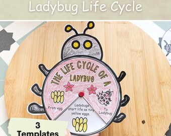 Life cycle of a Ladybug Ladybird, Homeschool science curriculum, Kindergarten unit study, Nature study, Cut and paste, Science activity.