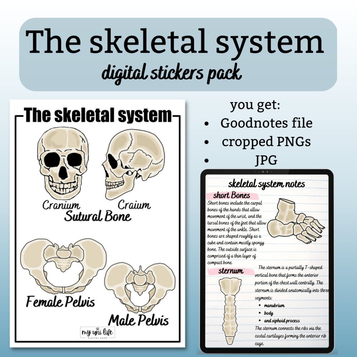 Skeleton Parts Sticker Biology Skeletal System Stickers for Planning, Studying, Taking Notes ...