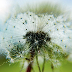 Dandelion Close Up Photograph Print on Foamcore