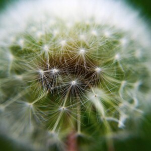 Dandelion Puff Close Up Photograph Print on Foamcore