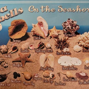 Florida seashell postcard