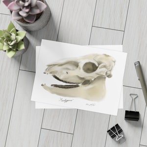 Ensemble de 10, 30 et 50 papeteries de crânes d'équidés fossilisés, cadeaux académiques, cartes postales équestres