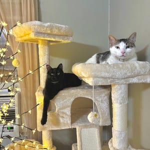 May include: A white cat with gray markings sits on a beige cat tree, looking at the camera. A black cat with green eyes sits on a lower platform of the cat tree.