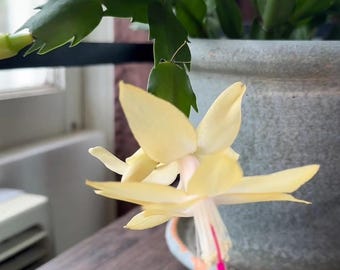 Rooted Thanksgiving Cactus: Blooming Holiday Plant