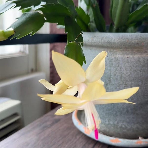 Rooted Thanksgiving Cactus: Blooming Holiday Plant