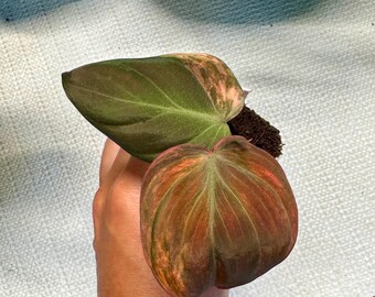 Starter Plant Props | Variety - Pothos, Scindapsus, Monsteras, Philodendrons, Syngoniums