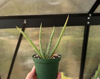 Starter Plants | Variety - Pothos, Scindapsus, Monstera, Syngonium, Philodendron, & Others