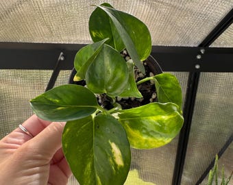Golden Pothos | Easy Care Vining Plant