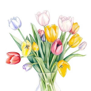 Garden Tulips - Tulipa Gesneriana - Commercial Use PNG - Tulip Bouquet - Tulip Sketch - Garden Art Print - Tulip Flowers - Botanical Art