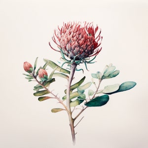 May include: A watercolor painting of a pink and red protea flower with green leaves. The flower is in bloom and has a delicate, intricate design.