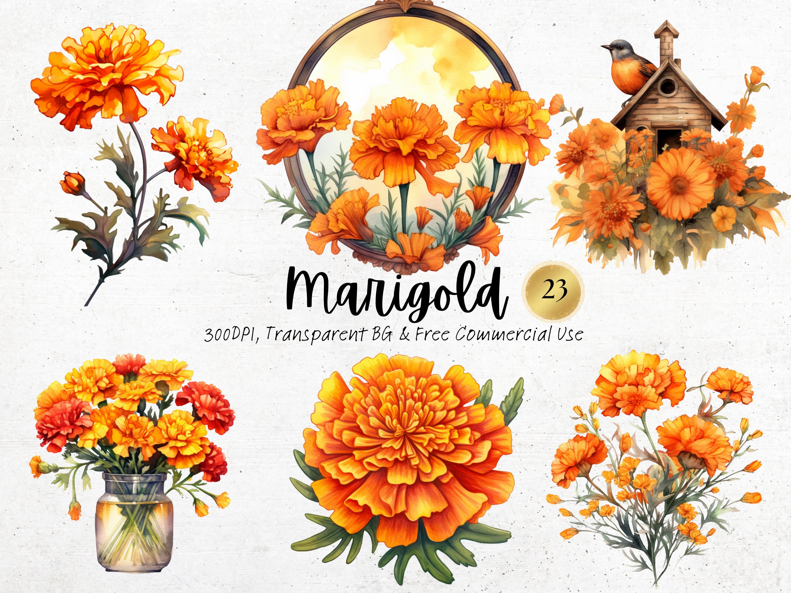 Watercolor Marigold Clipart Printable Autumn Fall Flowers Art - Etsy