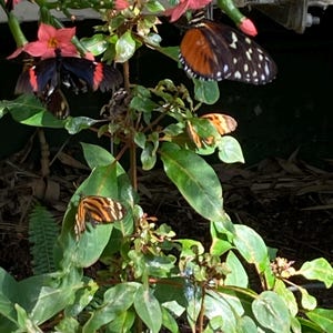 May include: Several butterflies with orange, black, and white patterns are perched on green leaves and stems. Pink flowers are also visible. The butterflies are in various positions, some with wings open, others closed.