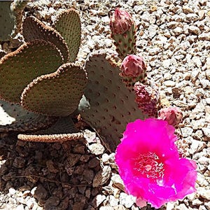 May include: A close-up of a prickly pear cactus with green, paddle-shaped pads and a vibrant pink flower in full bloom. The cactus has small, brown dots and is surrounded by small, light-colored rocks.