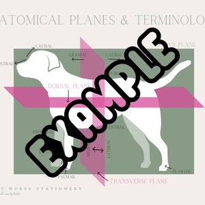 Anatomical Planes & Terminology Chart Poster for Vet Nurses Vet Techs Student
