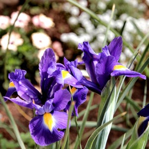 Op de afbeelding: Close-up van paarse en gele irissen in bloei. De bloemen zijn scherp, terwijl de achtergrond wazig is.